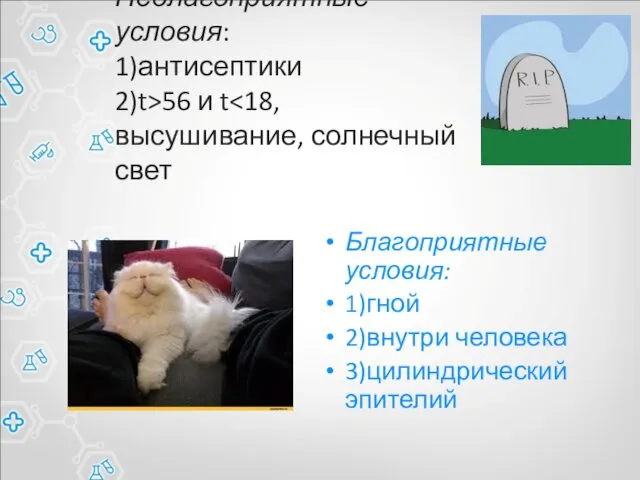 Неблагоприятные условия: 1)антисептики 2)t>56 и t Благоприятные условия: 1)гной 2)внутри человека 3)цилиндрический эпителий