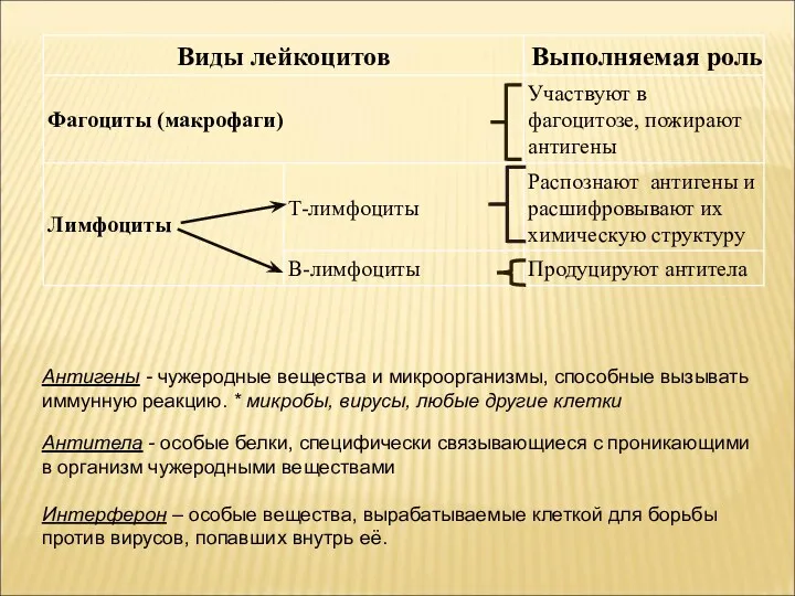 Антигены - чужеродные вещества и микроорганизмы, способные вызывать иммунную реакцию.