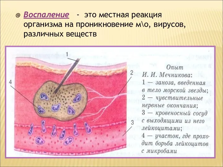 Воспаление - это местная реакция организма на проникновение м\о, вирусов, различных веществ