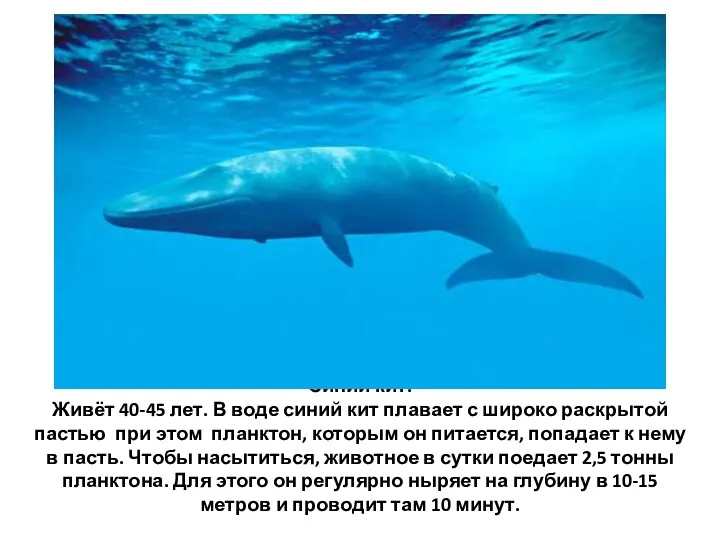 Синий кит. Живёт 40-45 лет. В воде синий кит плавает