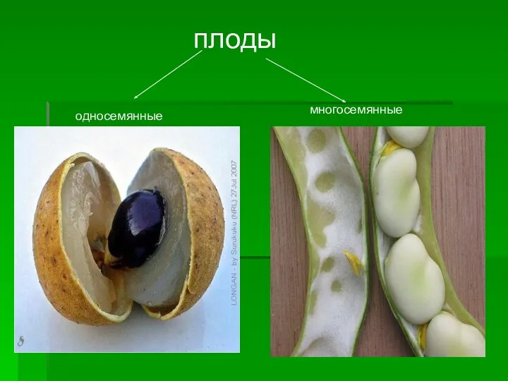 плоды односемянные многосемянные