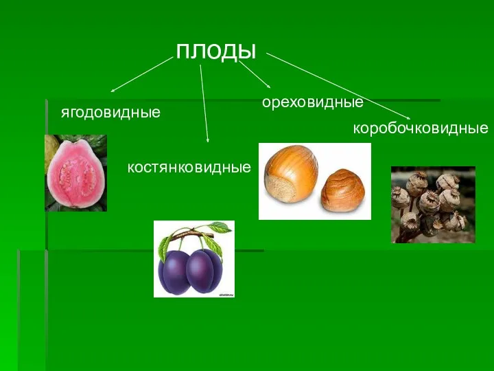 плоды ягодовидные костянковидные ореховидные коробочковидные