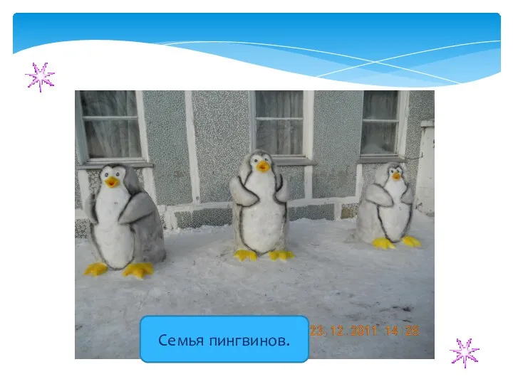 Семья пингвинов.