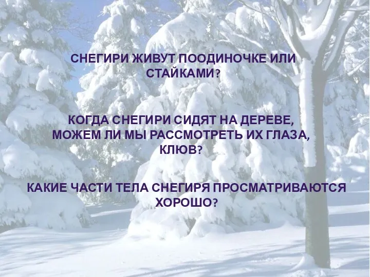 Снегири живут поодиночке или стайками? Когда снегири сидят на дереве, можем ли мы