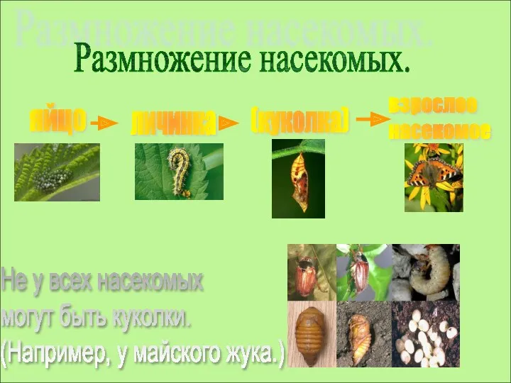 Размножение насекомых. яйцо личинка (куколка) взрослое насекомое Не у всех