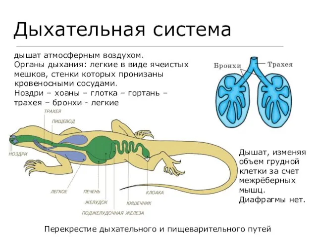 Дыхательная система дышат атмосферным воздухом. Органы дыхания: легкие в виде ячеистых мешков, стенки