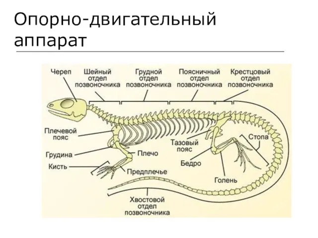 Опорно-двигательный аппарат