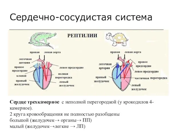 Сердечно-сосудистая система Сердце трехкамерное с неполной перегородкой (у крокодилов 4-камерное). 2 круга кровообращения