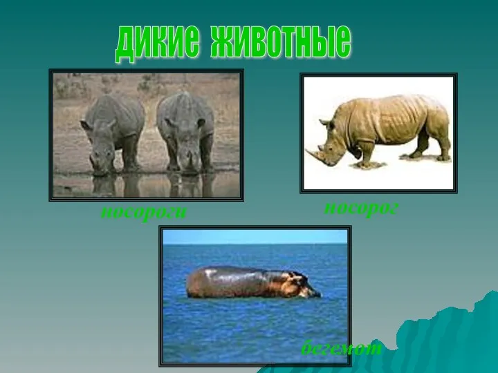 носорог носорог дикие животные носороги бегемот