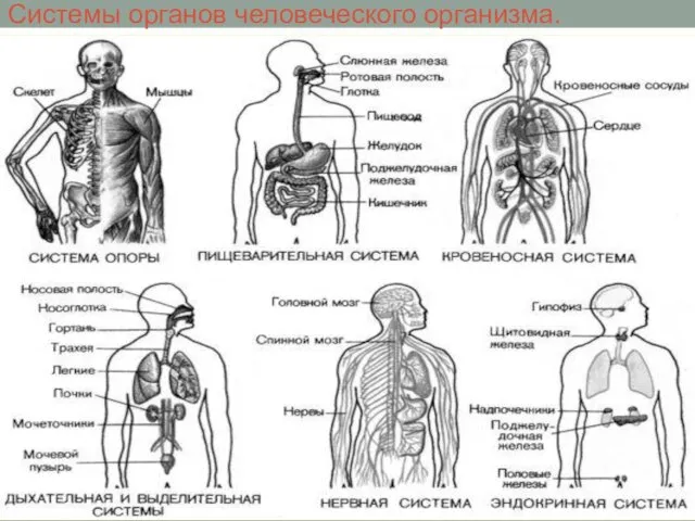 Системы органов человеческого организма.