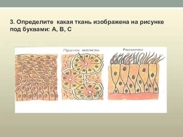 3. Определите какая ткань изображена на рисунке под буквами: А, B, C