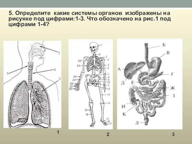 5. Определите какие системы органов изображены на рисунке под цифрами:1-3.