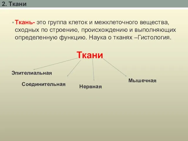 2. Ткани Ткань- это группа клеток и межклеточного вещества, сходных