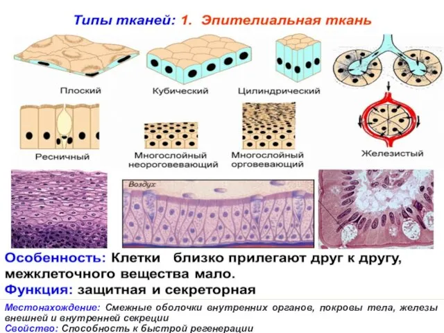 Местонахождение: Смежные оболочки внутренних органов, покровы тела, железы внешней и