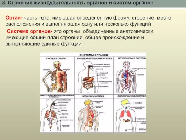 3. Строение жизнедеятельность органов и систем органов Орган- часть тела,