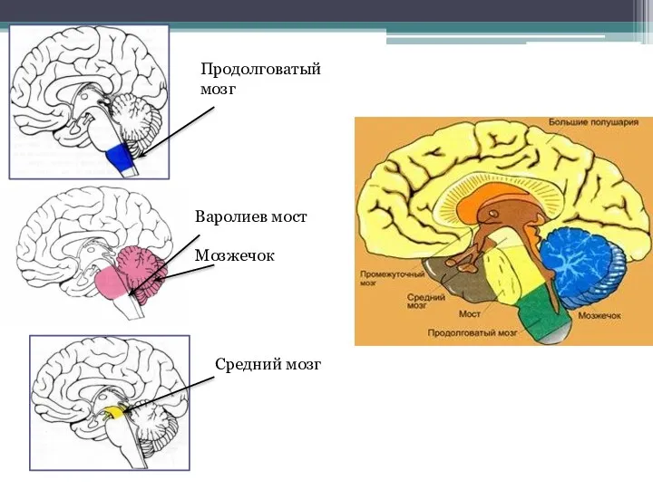 Продолговатый мозг Средний мозг Варолиев мост Мозжечок