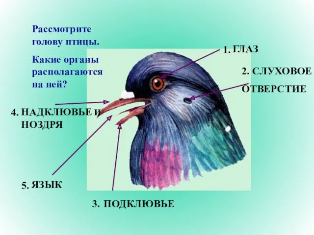 Рассмотрите голову птицы. Какие органы располагаются на ней? 1. 2. 3. 5. 4.