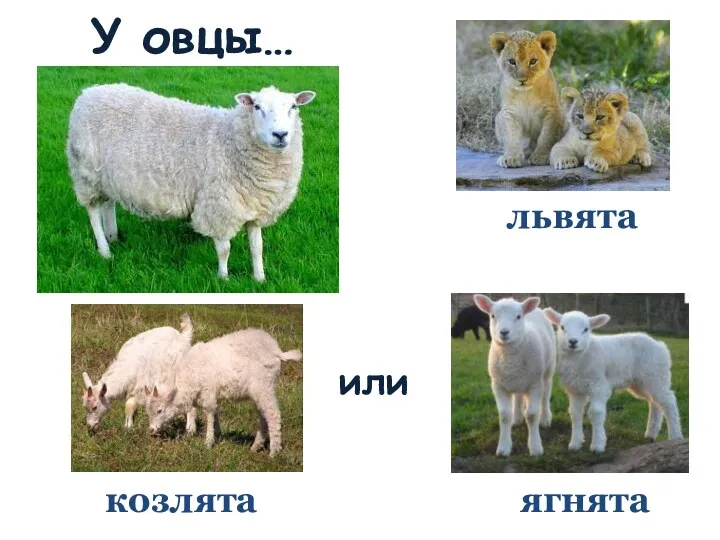 У овцы… ягнята козлята или львята