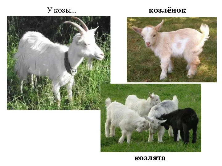козлята У козы… козлёнок