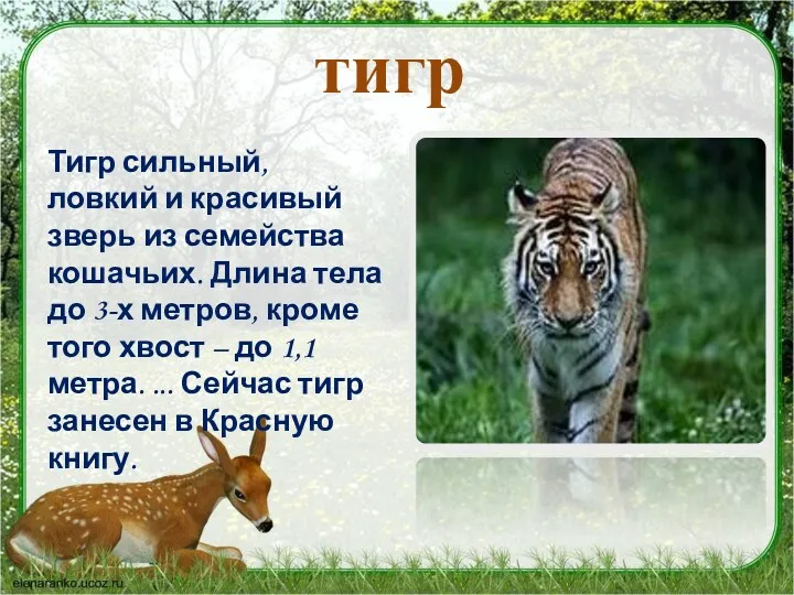 тигр Тигр сильный, ловкий и красивый зверь из семейства кошачьих. Длина тела до