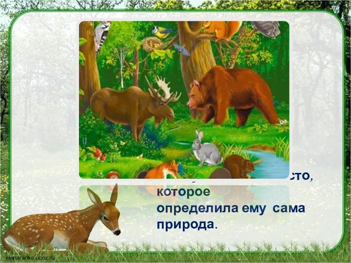 Вывод: каждому животному в лесу есть свое место, которое определила ему сама природа.