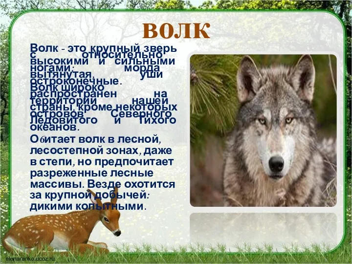 волк Волк - это крупный зверь с относительно высокими и сильными ногами; морда