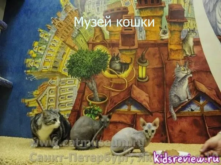 Музей кошки