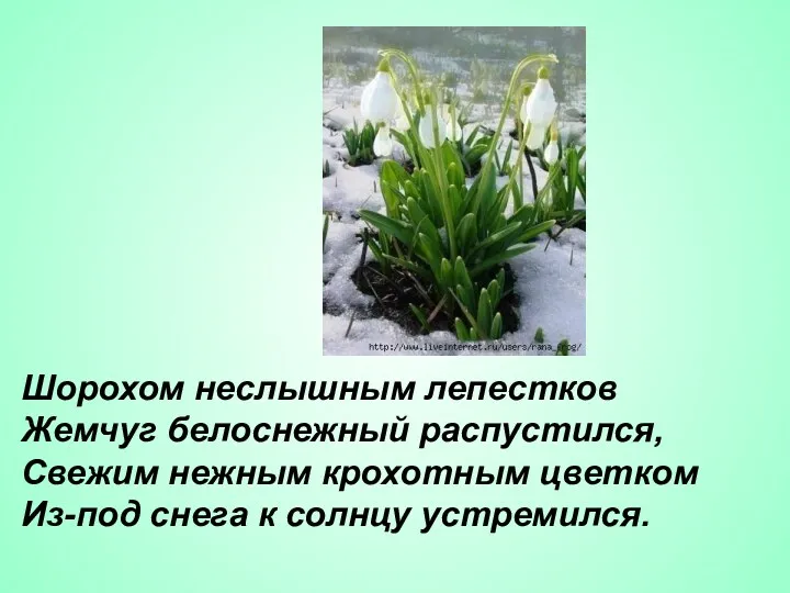 Шорохом неслышным лепестков Жемчуг белоснежный распустился, Свежим нежным крохотным цветком Из-под снега к солнцу устремился.
