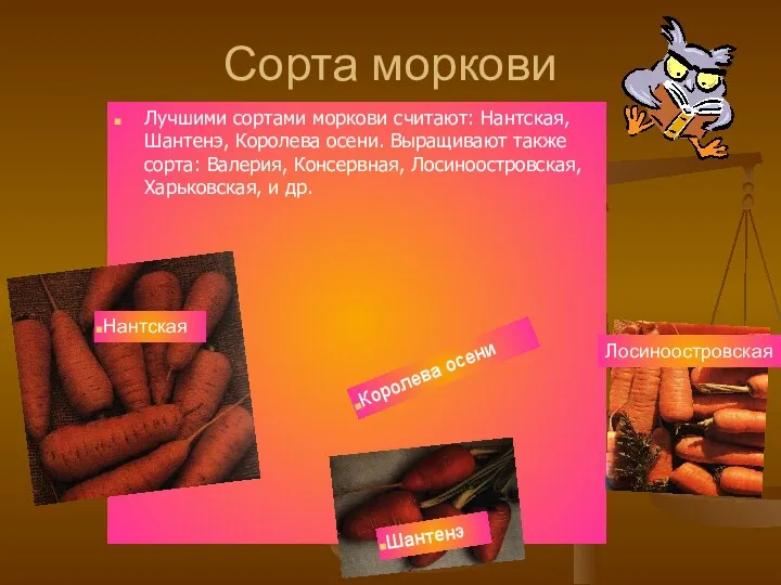 Сорта моркови Лучшими сортами моркови считают: Нантская, Шантенэ, Королева осени. Выращивают также сорта: