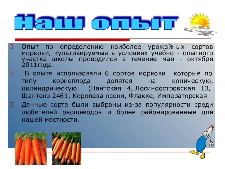 Опыт по определению наиболее урожайных сортов моркови, культивируемые в условиях учебно - опытного