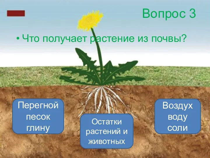 Вопрос 3 Что получает растение из почвы? Воздух воду соли Перегной песок глину