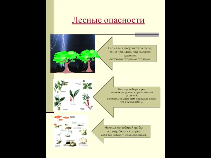 Лесные опасности Если вас в лесу застала гроза, то не