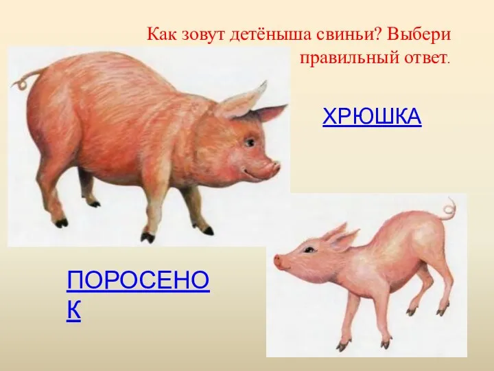ХРЮШКА ПОРОСЕНОК Как зовут детёныша свиньи? Выбери правильный ответ.