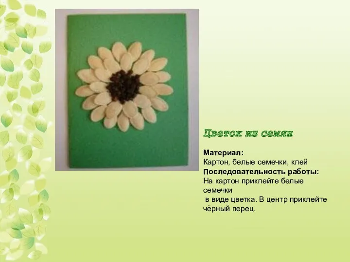 Цветок из семян Материал: Картон, белые семечки, клей Последовательность работы: