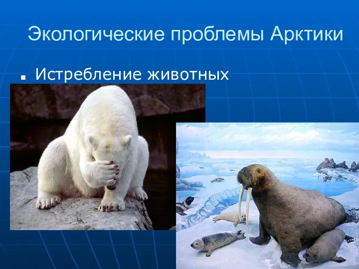 Экологические проблемы Арктики Истребление животных