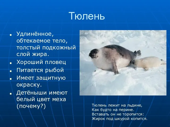 Тюлень Удлинённое, обтекаемое тело, толстый подкожный слой жира. Хороший пловец