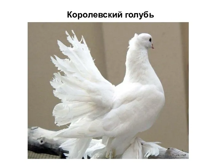 Королевский голубь