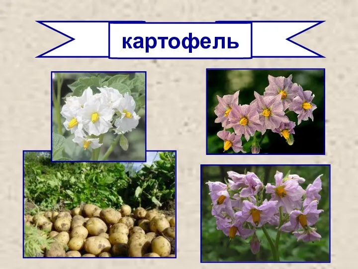 картофель