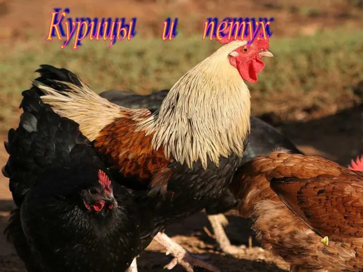 Курицы и петух