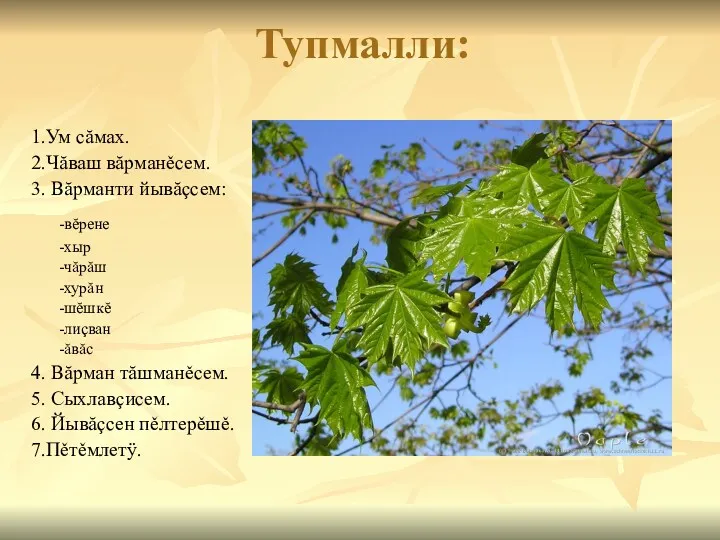 Тупмалли: 1.Ум сăмах. 2.Чăваш вăрманěсем. 3. Вăрманти йывăçсем: -вĕрене -хыр