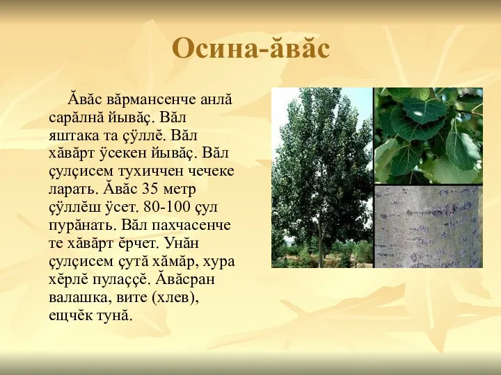 Осина-ăвăс Ăвăс вăрмансенче анлă сарăлнă йывăç. Вăл яштака та çÿллĕ. Вăл хăвăрт ÿсекен