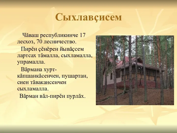 Сыхлавçисем Чăваш республикинче 17 лесхоз, 70 лесничество. Пирĕн çĕнĕрен йывăçсем