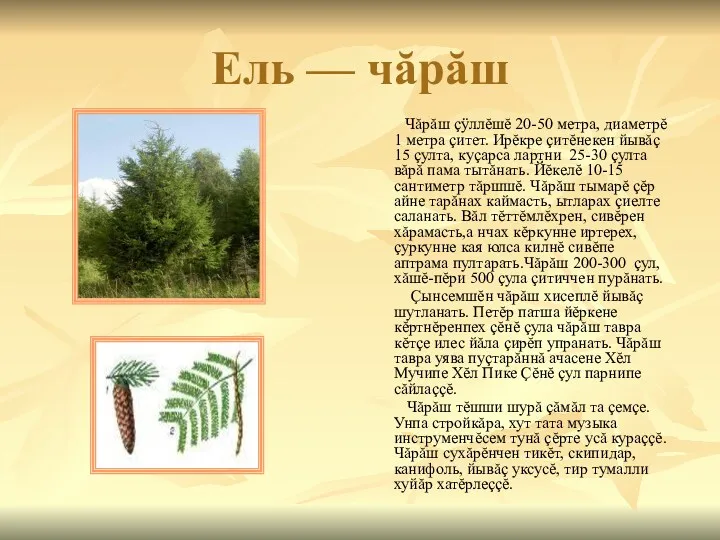 Ель — чăрăш Чăрăш çÿллĕшĕ 20-50 метра, диаметрĕ 1 метра çитет. Ирĕкре çитĕнекен