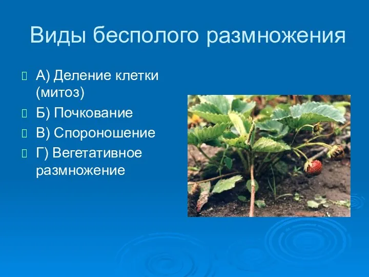 Виды бесполого размножения А) Деление клетки (митоз) Б) Почкование В) Спороношение Г) Вегетативное размножение