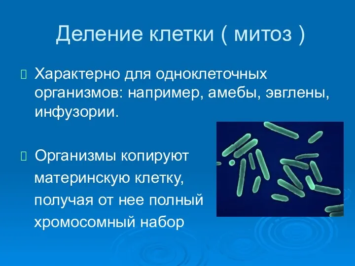 Деление клетки ( митоз ) Характерно для одноклеточных организмов: например,