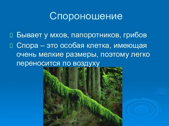 Спороношение Бывает у мхов, папоротников, грибов Спора – это особая