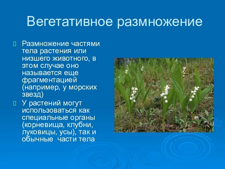 Вегетативное размножение Размножение частями тела растения или низшего животного, в