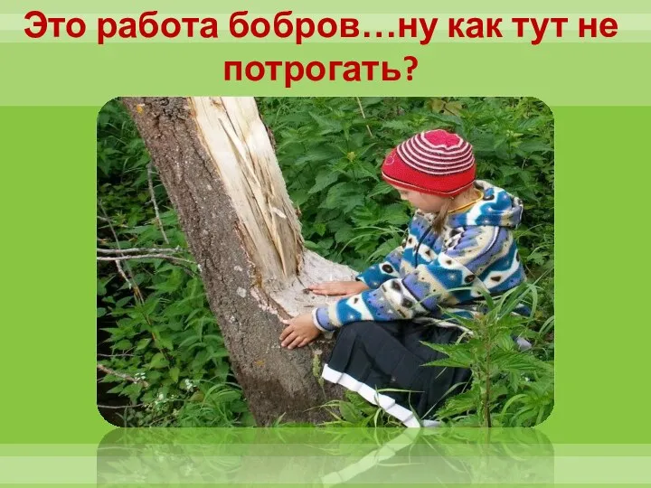 Это работа бобров…ну как тут не потрогать?