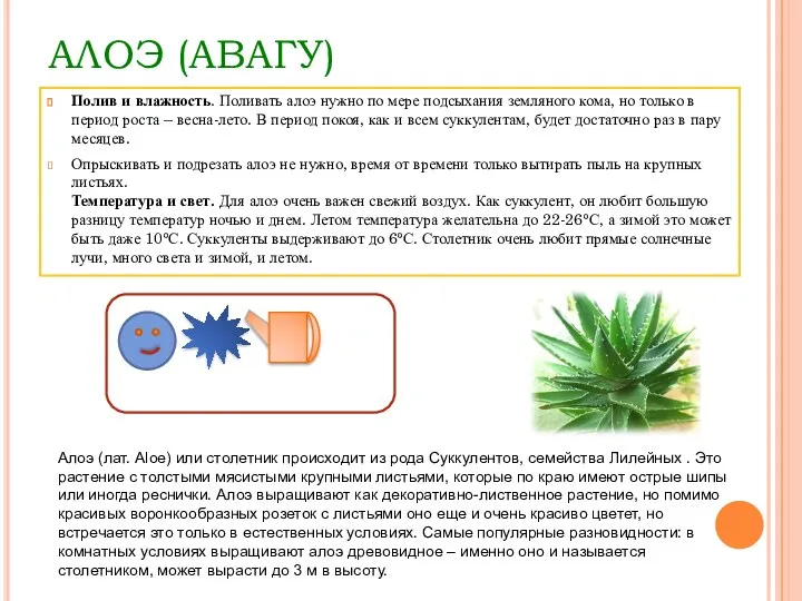 АЛОЭ (АВАГУ) Полив и влажность. Поливать алоэ нужно по мере