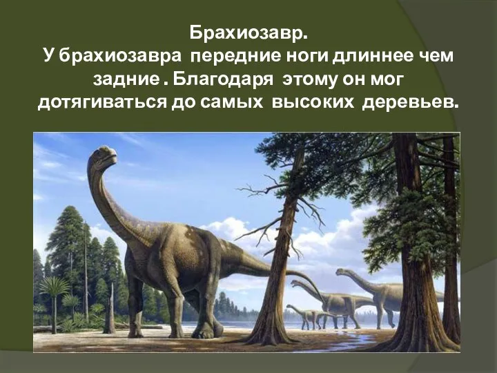 Брахиозавр. У брахиозавра передние ноги длиннее чем задние . Благодаря